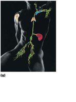 Lymphatic system