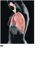 Respiratory system