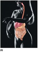 Digestive system