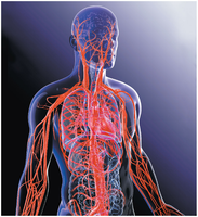Diagram of the human cardiovascular system showing arteries and veins