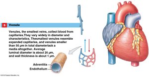 Structure of a venule