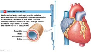 Structure of a medium-sized vein