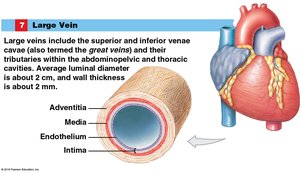 Structure of a large vein