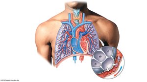 Diagram of the pulmonary circuit showing blood flow from the heart to the lungs and back