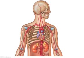 Major branches of the aorta