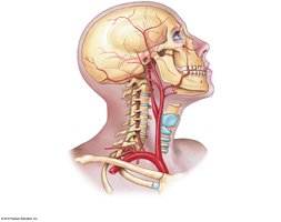 Arteries of the head and neck
