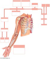 Arterial supply to the upper limb