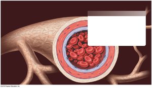 Cross-section of a blood vessel showing the three layers: adventitia, media, intima