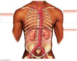 Major branches of the abdominal aorta