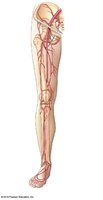 Arterial supply to the lower limb