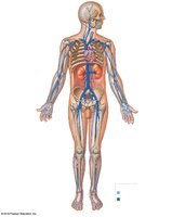 Major systemic veins of the body