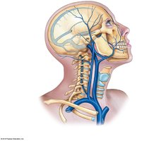 Veins of the head and neck