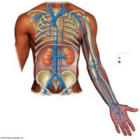 Veins of the upper limb
