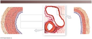 Histological comparison of artery and vein wall structure