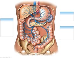 Hepatic portal system and its tributaries