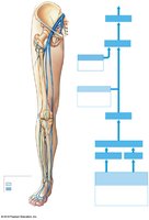 Veins of the lower limb (anterior view)