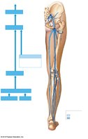 Veins of the lower limb (posterior view)