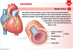 Structure of an elastic artery