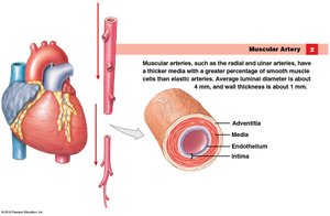 Structure of a muscular artery