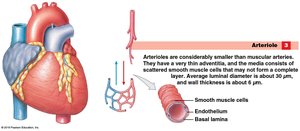 Structure of an arteriole
