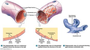 Types of capillaries: continuous, fenestrated, and sinusoidal