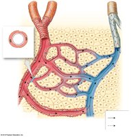 Diagram of a capillary bed showing arterioles, capillaries, and venules