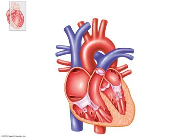Anatomy of the heart showing chambers, valves, and major vessels