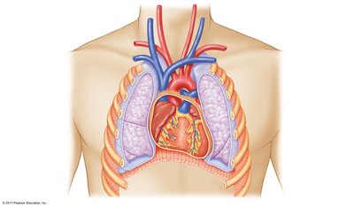 Location of the heart in the thoracic cavity