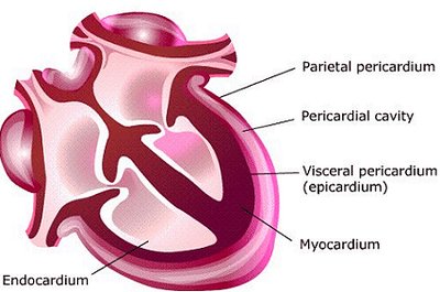Layers of the heart wall: epicardium, myocardium, endocardium