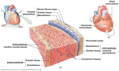 Detailed structure of the myocardium and heart wall