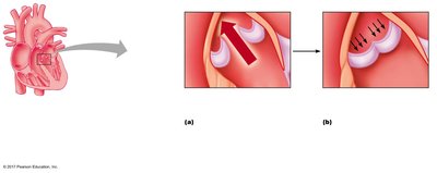 Diagram of semilunar valve function during contraction and relaxation