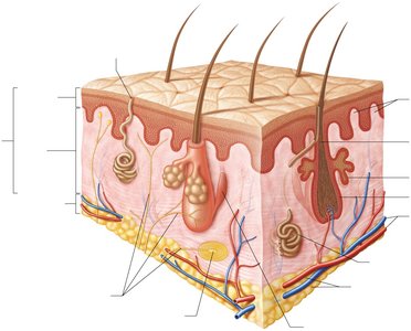 Anatomy of the skin showing epidermis, dermis, hypodermis, and accessory structures