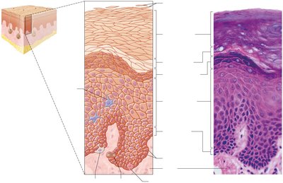 Microscopic structure of the epidermis and dermis