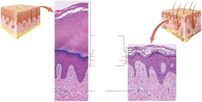 Comparison of thick and thin skin under the microscope
