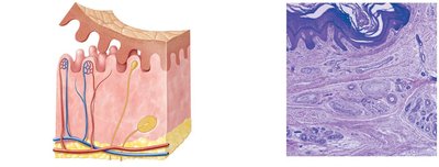 Histological view of the dermis