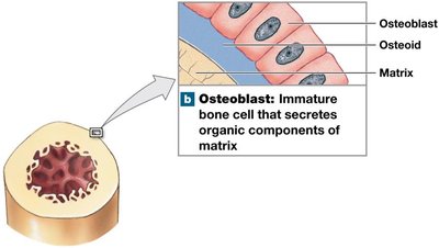 Osteoblasts