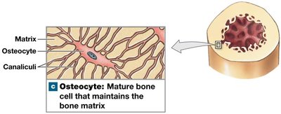 Osteocytes
