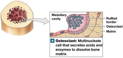 Osteoclasts