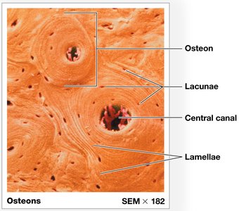 Osteons of compact bone