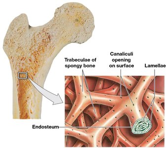 Structure of spongy bone