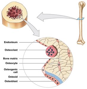 Endosteum structure