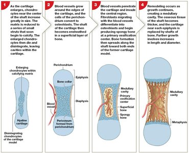 Endochondral ossification steps 1-4
