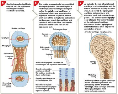 Endochondral ossification steps 5-7