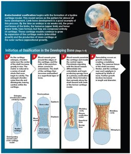 Initiation of ossification in developing bone