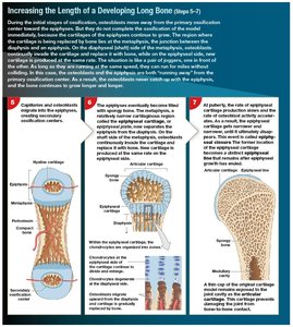 Increasing length of developing long bone