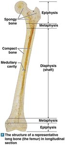 Structure of a long bone