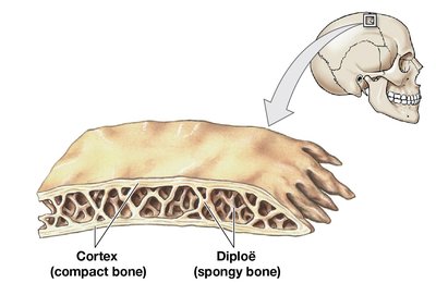 Structure of a flat bone