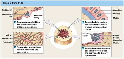 Types of bone cells