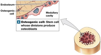 Osteogenic cells