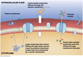 Diffusion across the plasma membrane